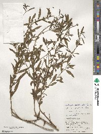 Ludwigia epilobioides image