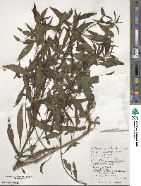 Ludwigia epilobioides image