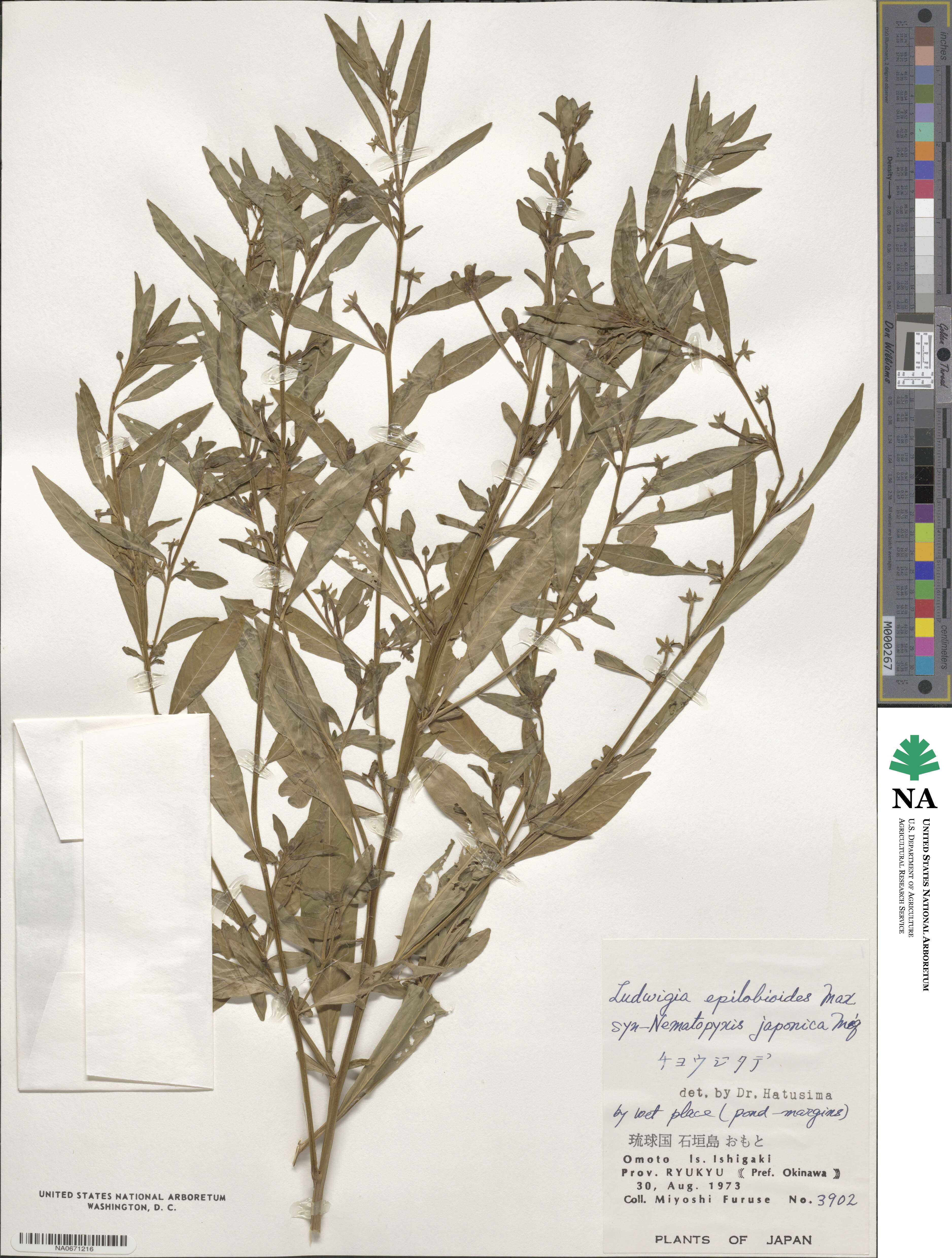 Ludwigia epilobioides image