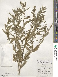 Ludwigia epilobioides image