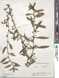 Ludwigia epilobioides image