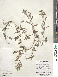 Ludwigia epilobioides image