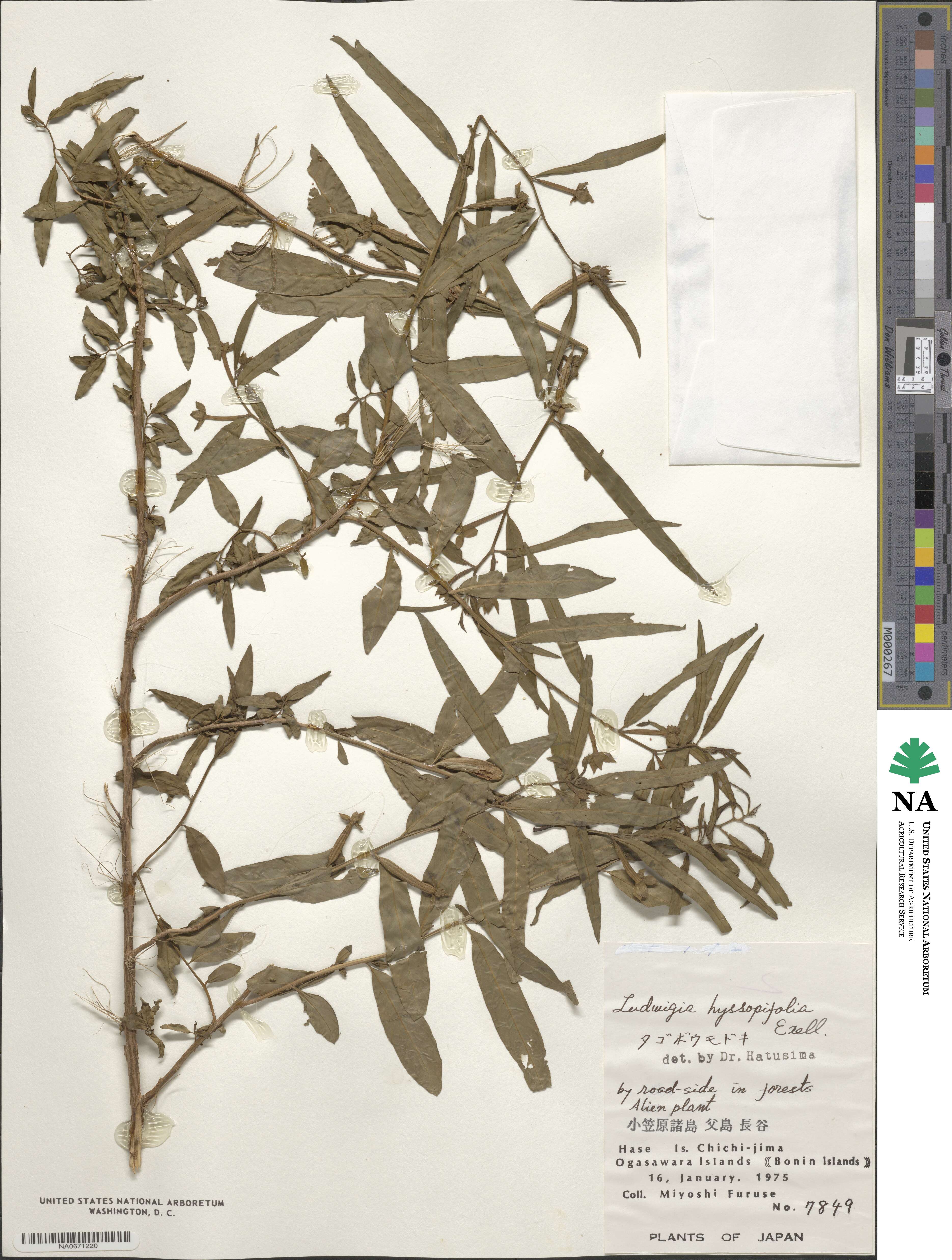 Ludwigia hyssopifolia image