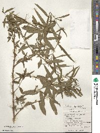 Ludwigia hyssopifolia image