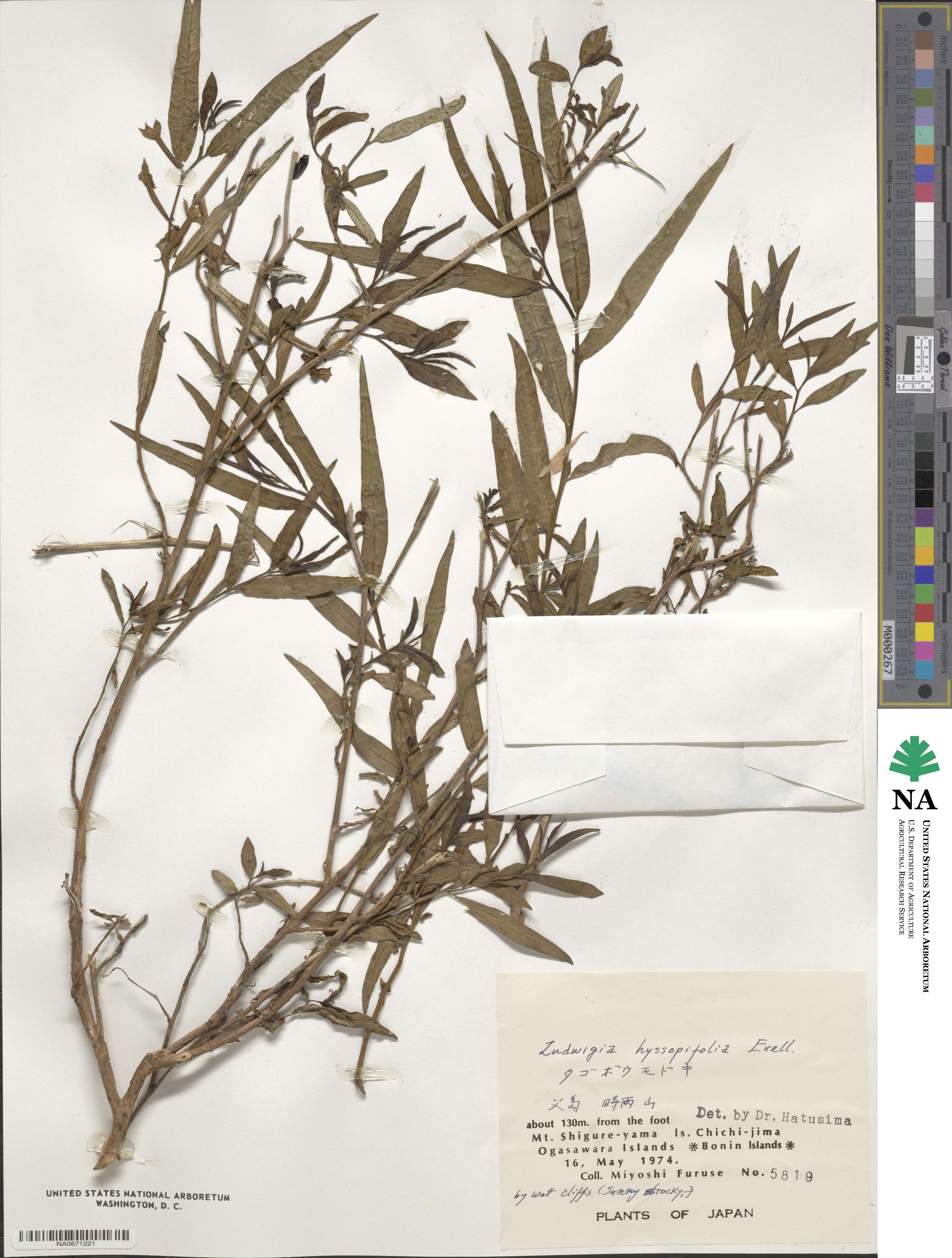 Ludwigia hyssopifolia image