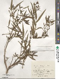 Ludwigia hyssopifolia image