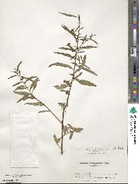 Ludwigia hyssopifolia image