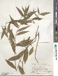 Ludwigia hyssopifolia image