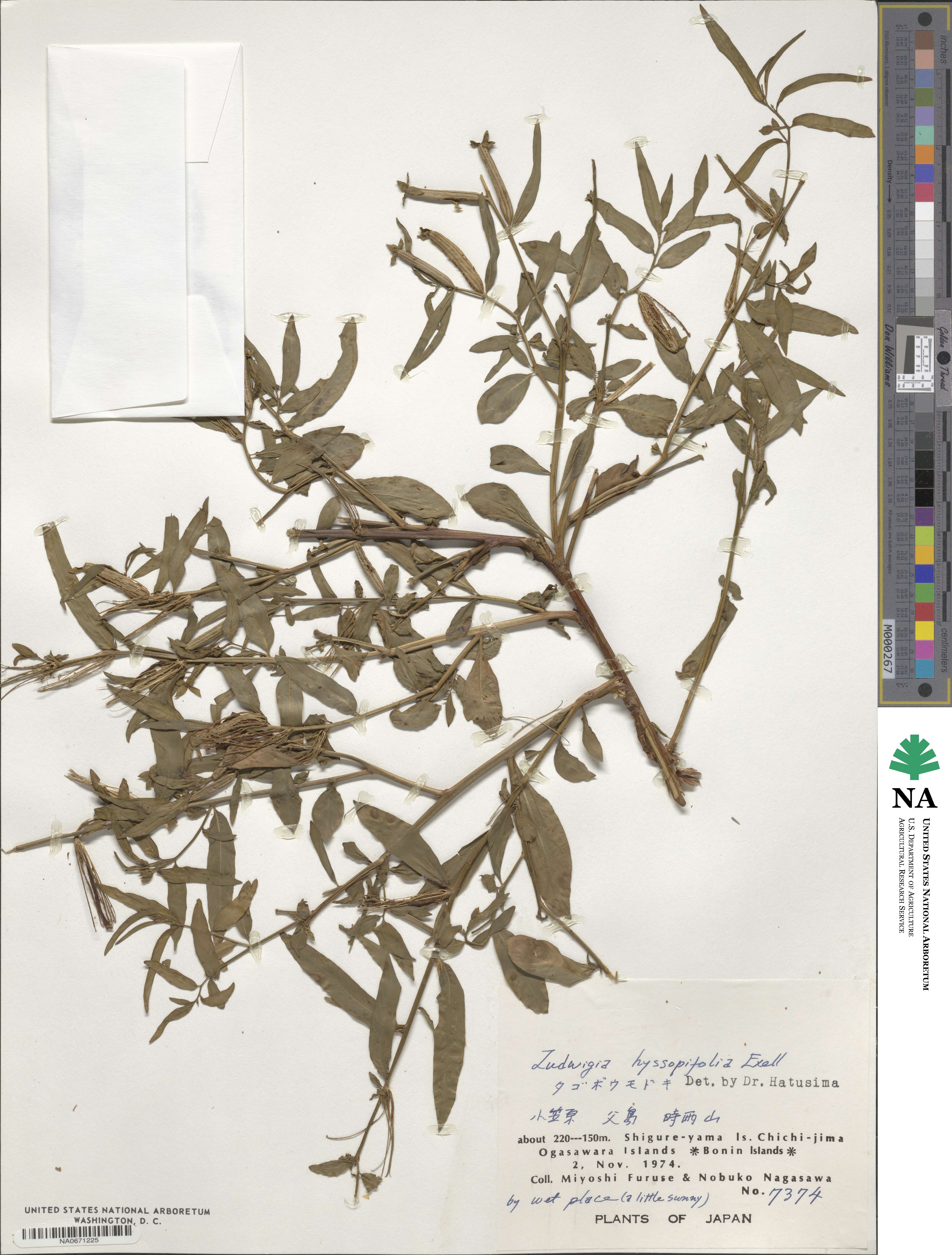 Ludwigia hyssopifolia image