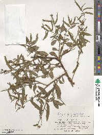 Ludwigia hyssopifolia image