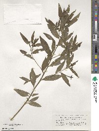 Ludwigia octovalvis image