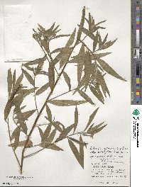 Ludwigia octovalvis image