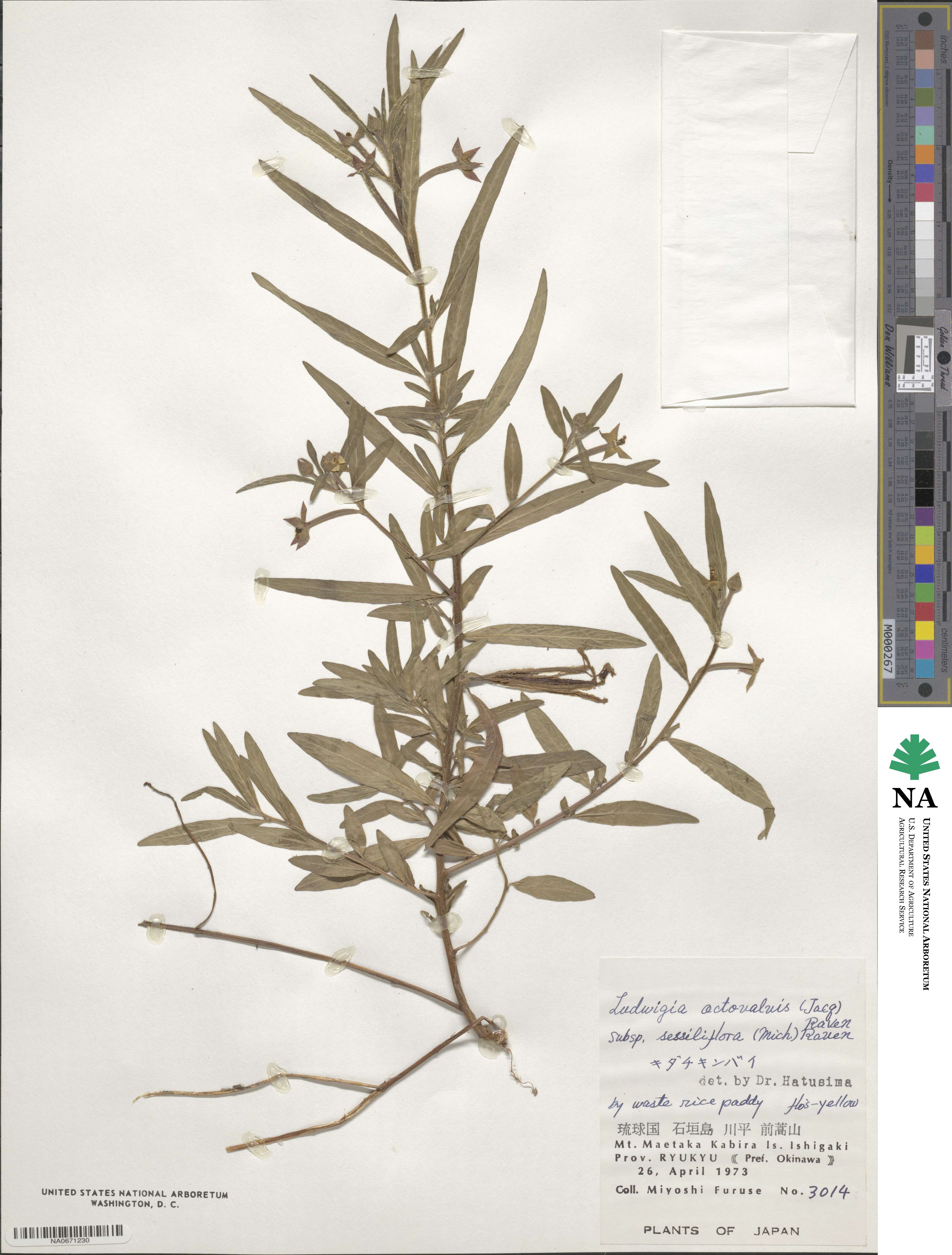 Ludwigia octovalvis image