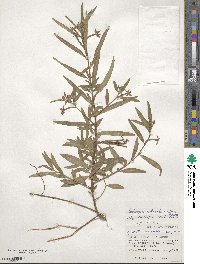 Ludwigia octovalvis image