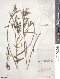 Ludwigia octovalvis image