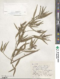 Ludwigia octovalvis image