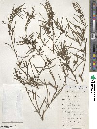 Ludwigia octovalvis image