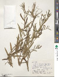 Ludwigia octovalvis image