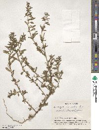 Ludwigia perennis image