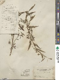 Ludwigia perennis image