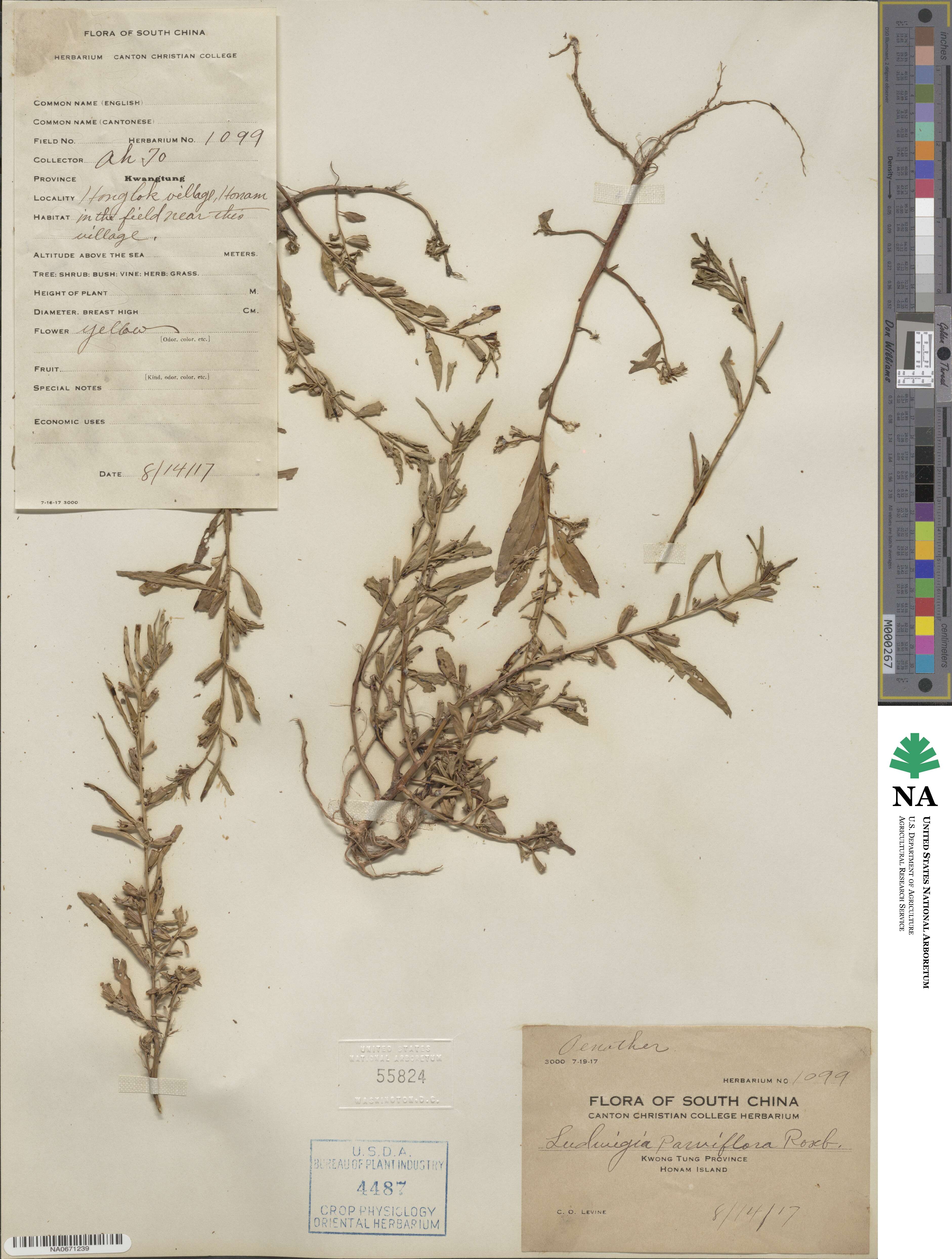 Ludwigia perennis image