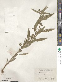 Ludwigia prostrata image