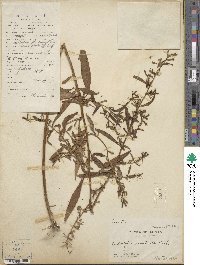 Ludwigia prostrata image