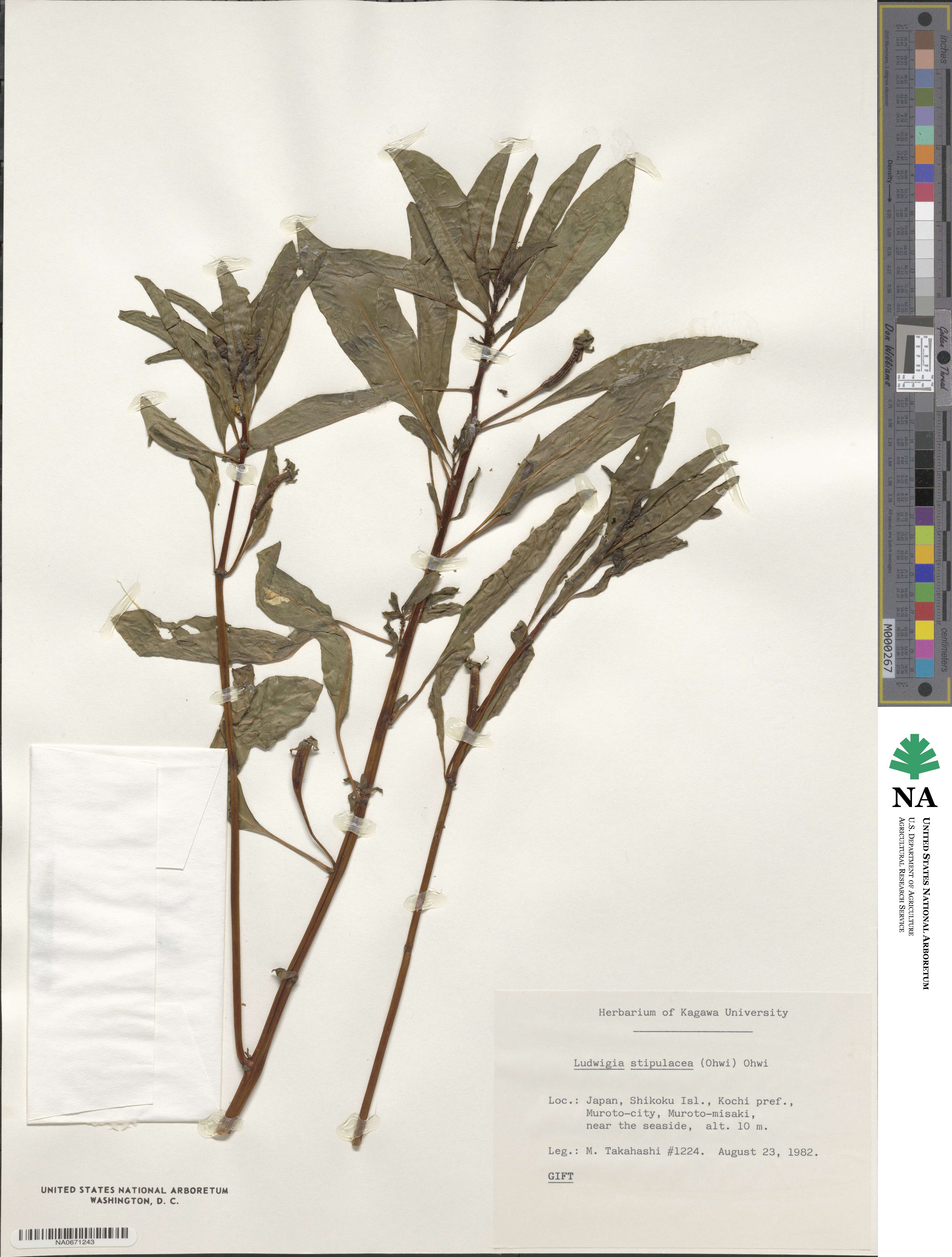 Ludwigia peploides subsp. stipulacea image