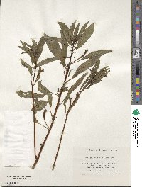 Ludwigia peploides image