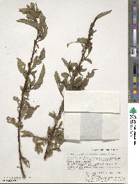 Image of Ludwigia abyssinica