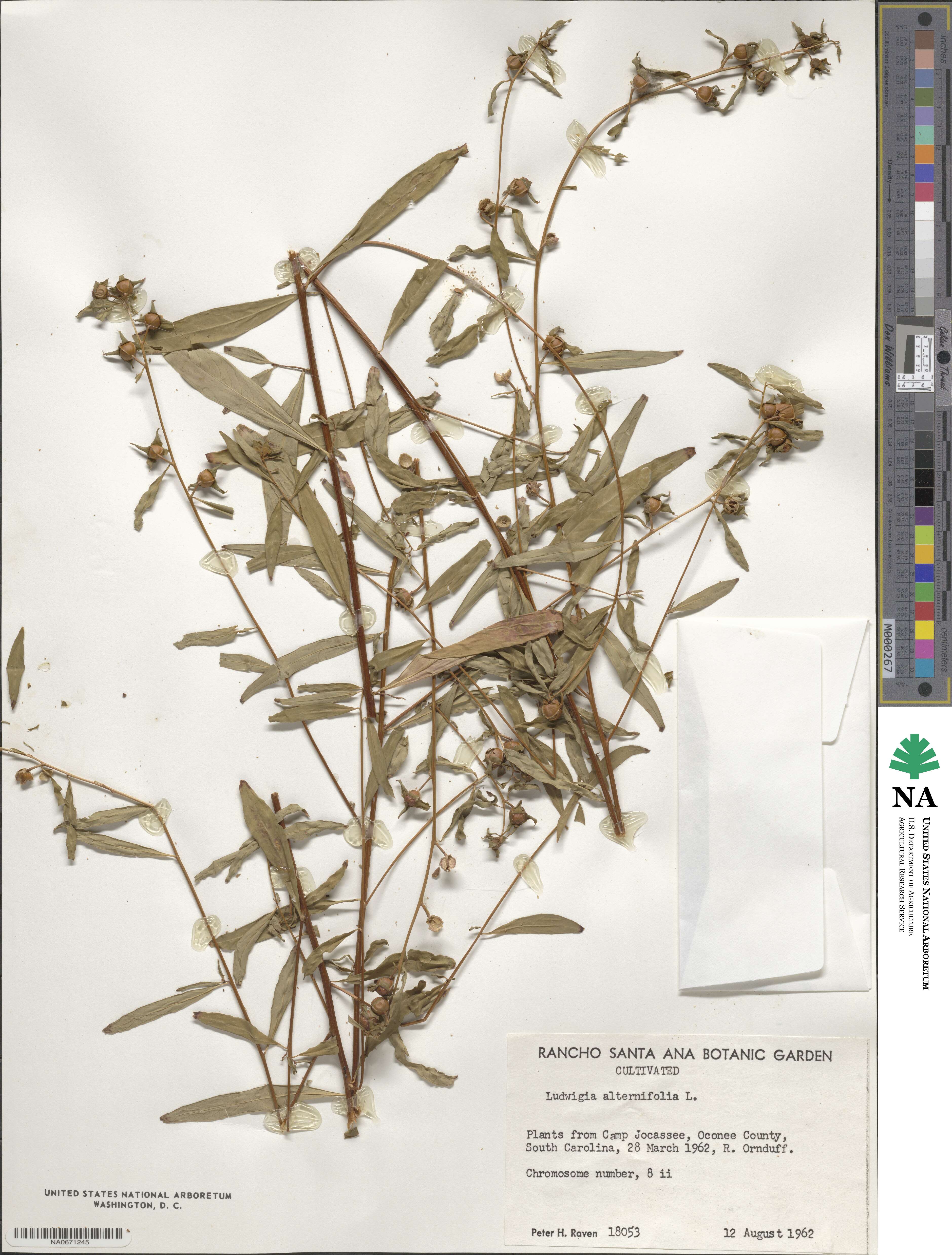 Ludwigia alternifolia image