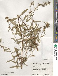 Ludwigia alternifolia image