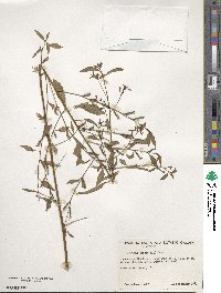 Ludwigia erecta image