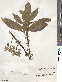 Ludwigia leptocarpa image