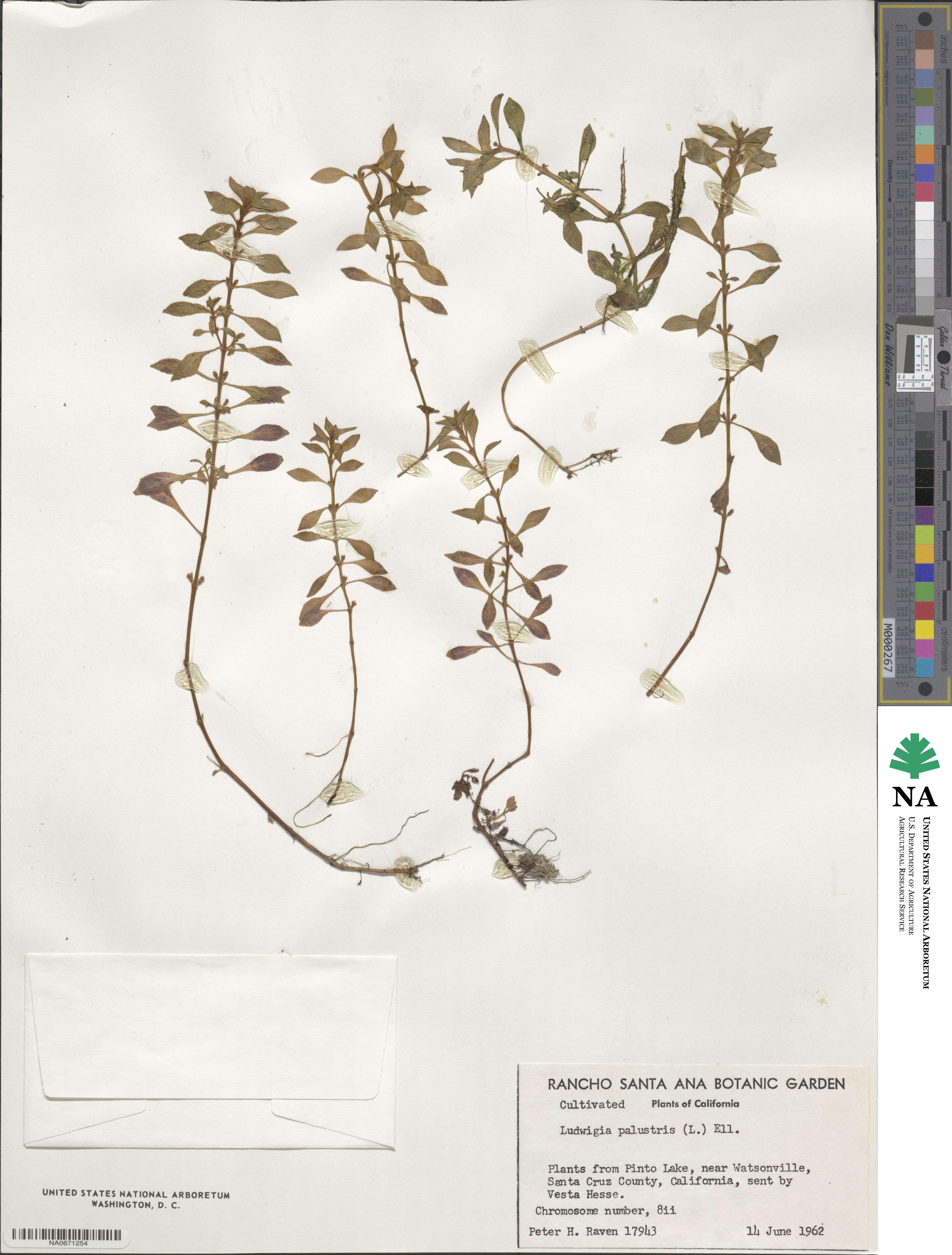 Ludwigia palustris image