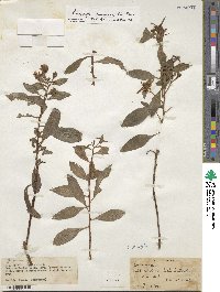 Ludwigia peruviana image