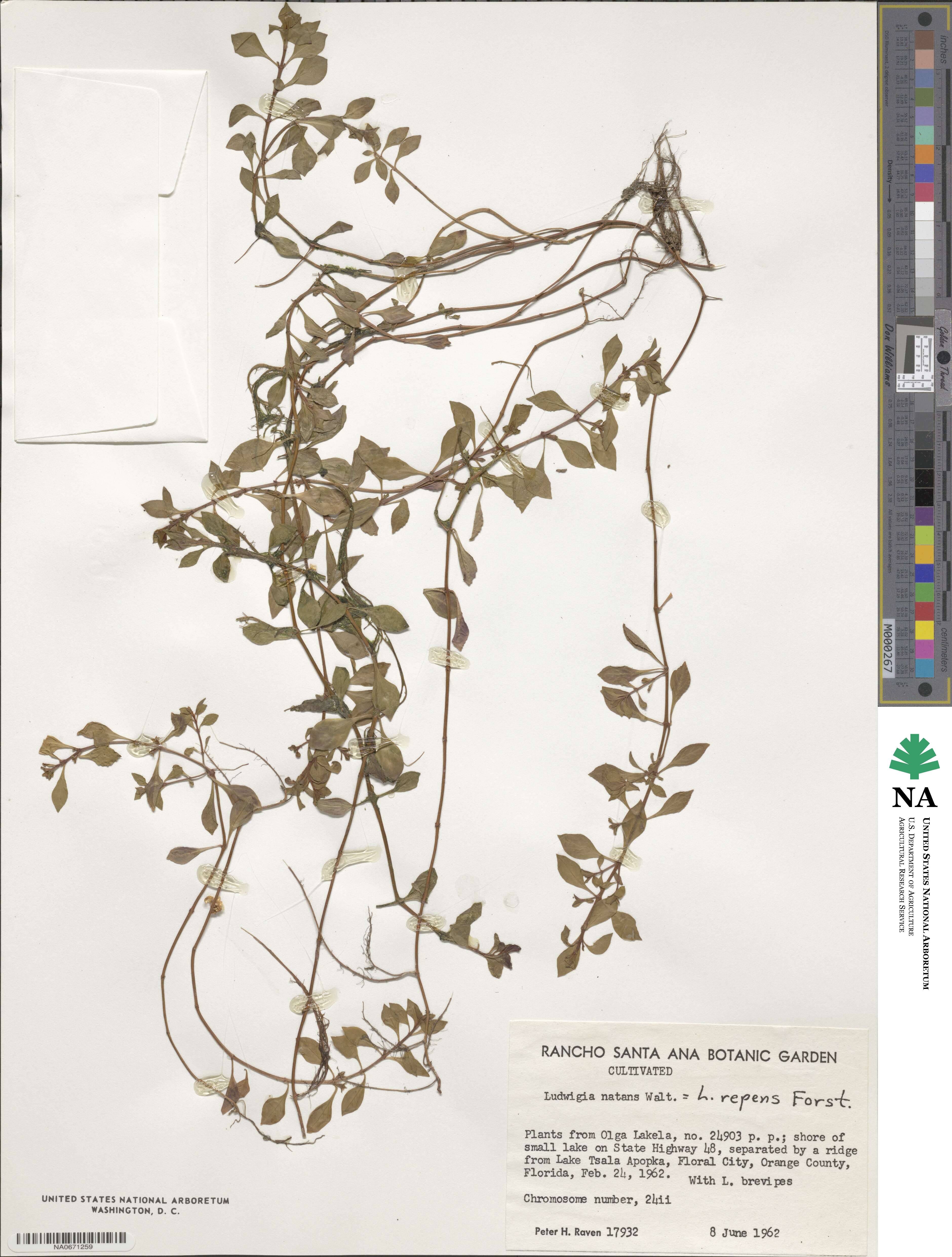 Ludwigia repens image