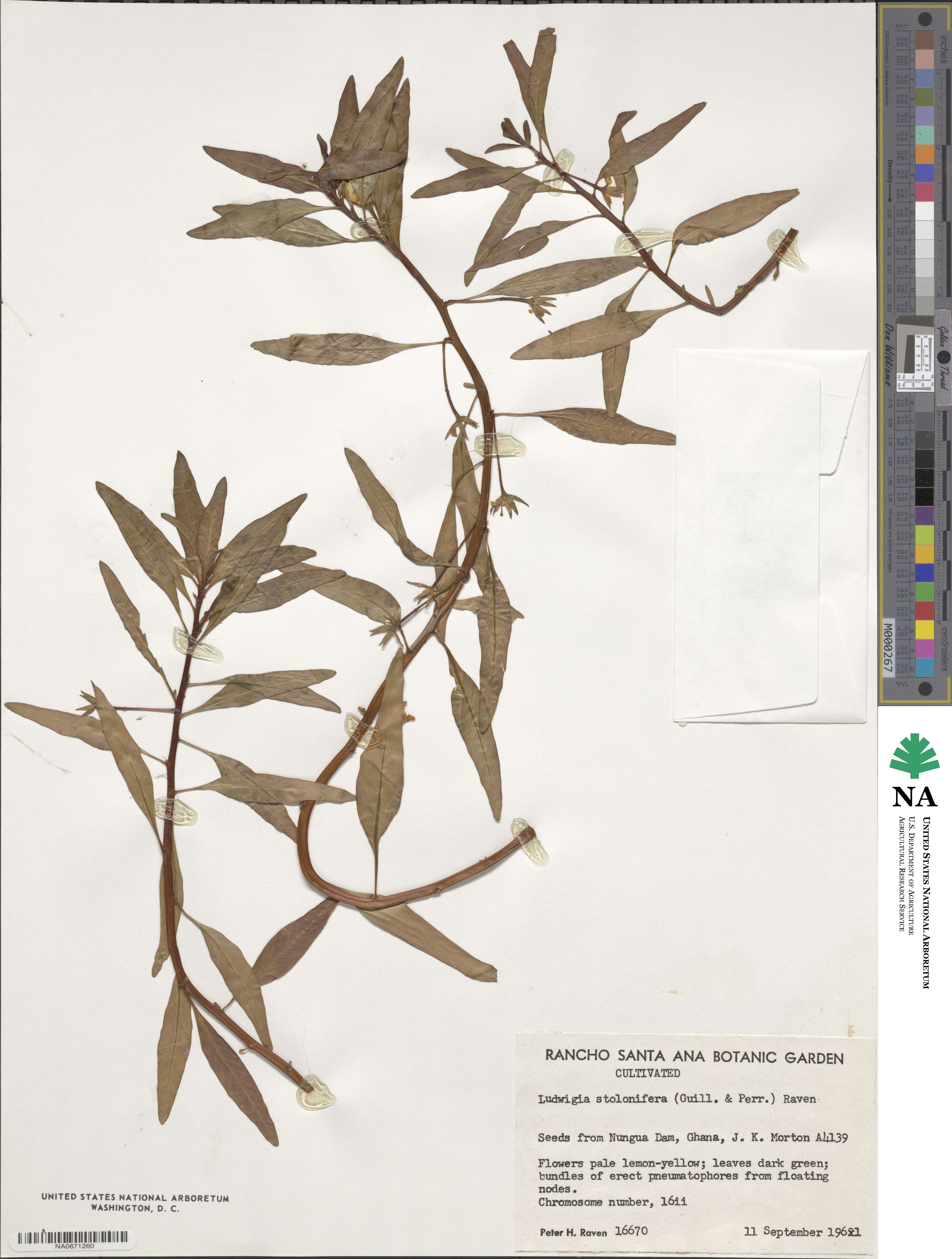 Ludwigia adscendens image