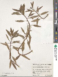 Ludwigia adscendens image