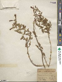 Epilobium canum subsp. latifolium image