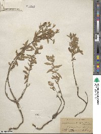 Epilobium canum image