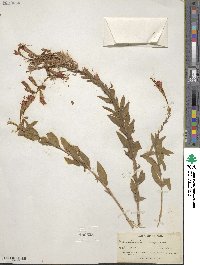 Epilobium canum image