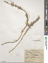 Epilobium canum image