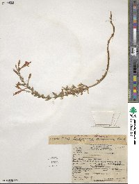 Epilobium canum subsp. canum image