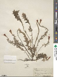 Epilobium canum image