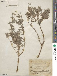 Epilobium canum subsp. canum image