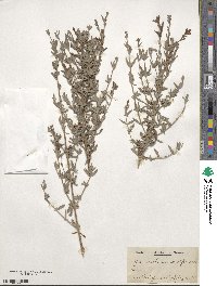 Epilobium canum subsp. canum image