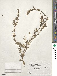 Epilobium canum image