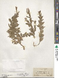 Epilobium canum image