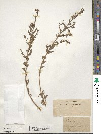 Epilobium canum image